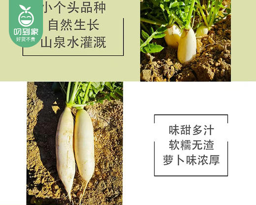 秉真安溪高山有机白萝卜/1份（约1kg） 商品图2