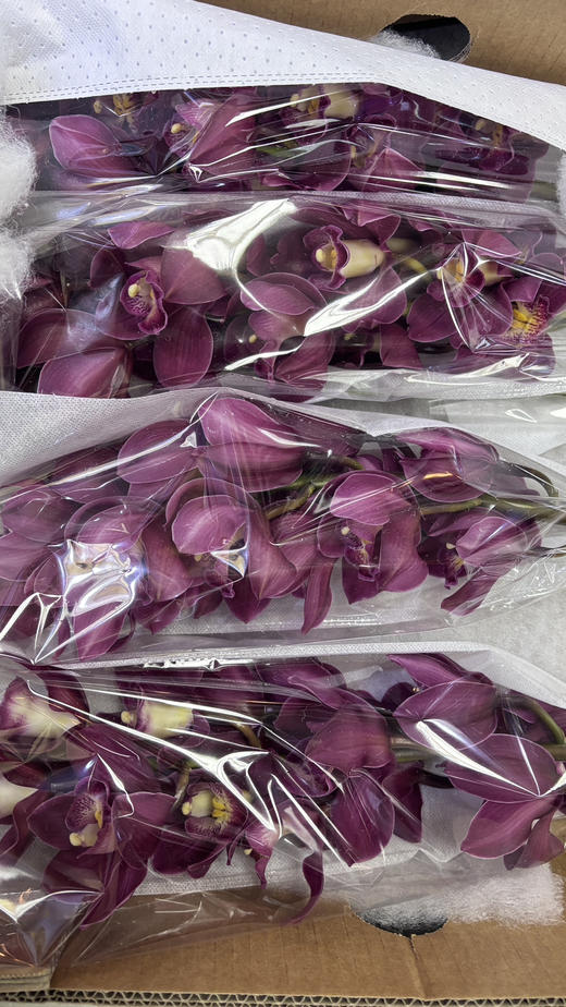 【国产蕙兰】车厘子 酒红色 单枝（新品） 商品图6