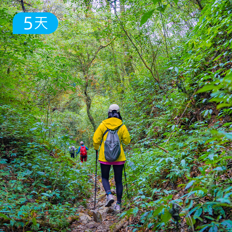 高黎贡45公里轻徒步｜毛毛球森林 玉璧古道穿越 重走茶马古道 怒江野温泉 腾冲火山徒步