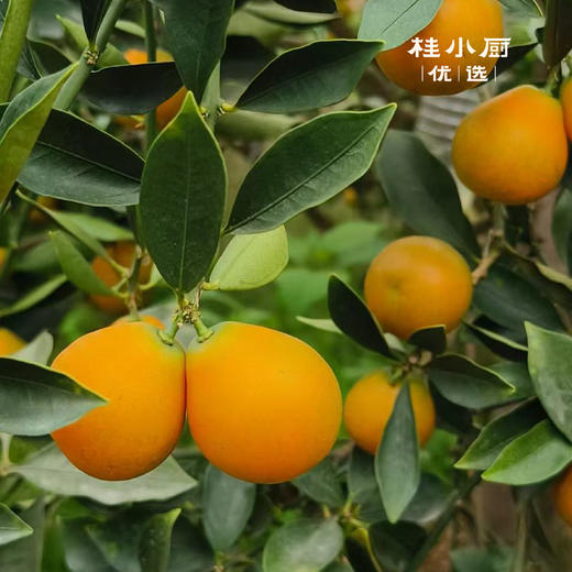 融安脆蜜金桔-多汁蜜甜比瓶盖大独立包装 商品图1