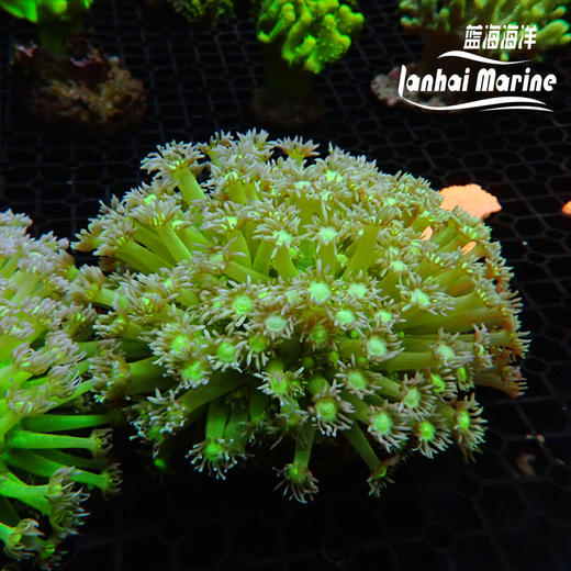 人工星空单包 商品图5