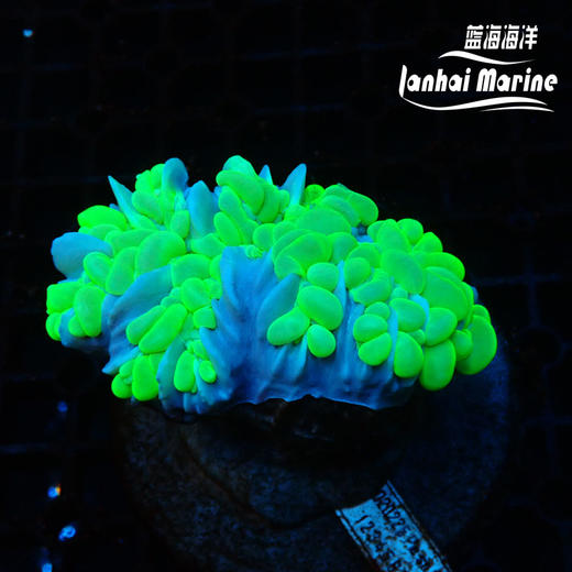 荧光绿气泡 商品图4