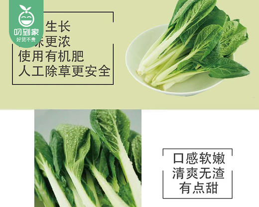 秉真安溪高山有机黑叶小白菜/1份（约300g） 商品图3