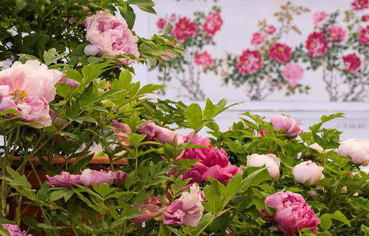 4.20【洛阳古城】珍稀牡丹、老君山、郭亮村6天摄影 Y 商品图1