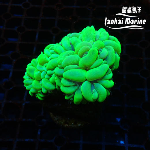 荧光绿气泡 商品图2