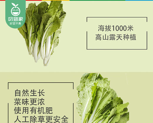 秉真安溪高山有机甜白菜/1份（约300g） 商品图1
