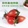 【火山双味小番茄】黄紫双色，酸甜双杀，顺丰发货！ 商品缩略图2