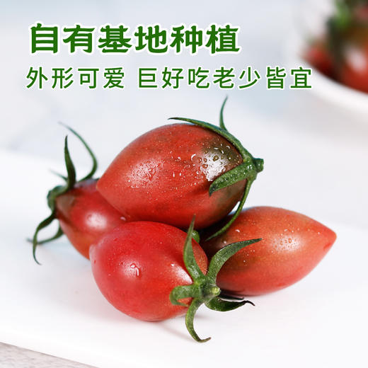 【火山双味小番茄】黄紫双色，酸甜双杀，顺丰发货！ 商品图2