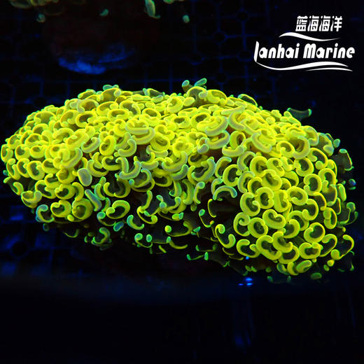 人工金猪腰 商品图1