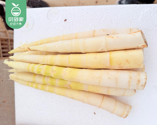 漳州新鲜雷笋（带皮）/1份（1kg±50g） 商品图1
