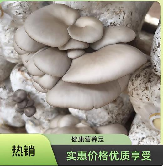 【YC】正宗便宜平菇新鲜蘑菇  现摘直发 当天采摘平菇 商品图1