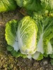 娃娃菜 商品缩略图0
