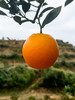 【产地直采】赣南脐橙，水分充足，橙香味浓郁，不加蜜，自然甜，口感好超级好，力推 商品缩略图8