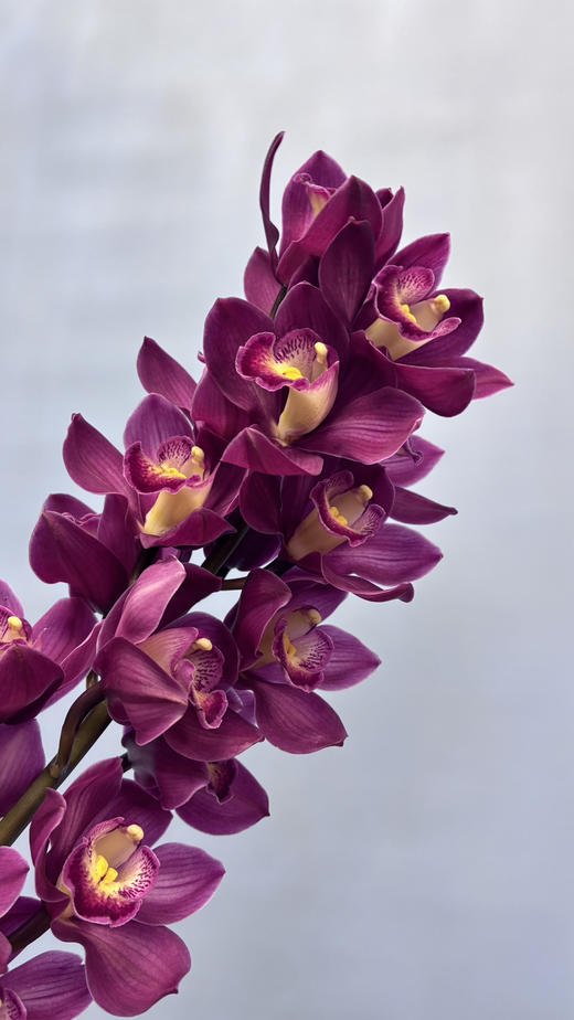 【国产蕙兰】车厘子 酒红色 单枝（新品） 商品图2