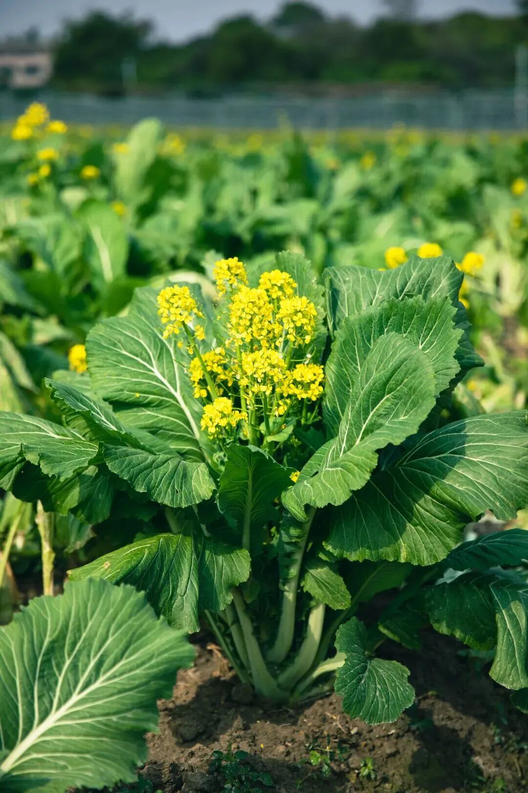 增城迟菜心秋日野趣营