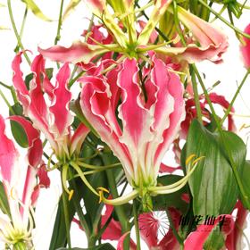 日本花材 | 嘉兰亮粉红 Hot Pink【有折痕，不售后】