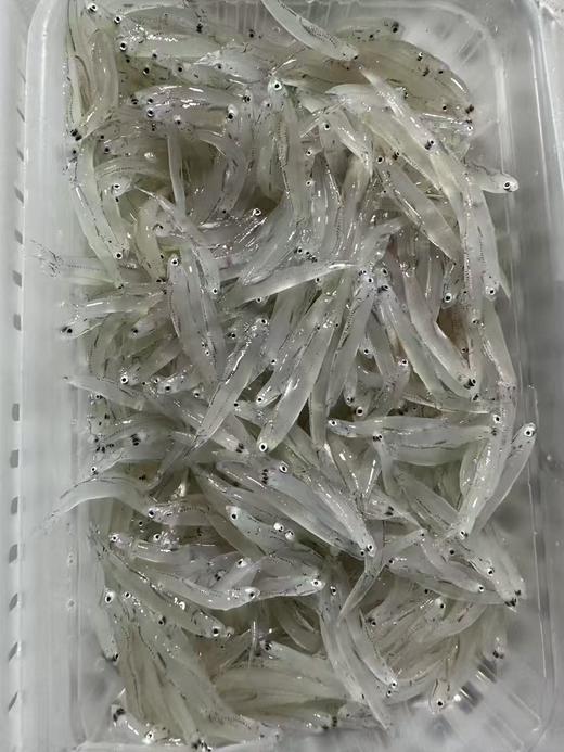 xm【强烈推荐！海捕不是养殖货！！！】补钙神器~新鲜小银鱼，灯照木敲大海里捞上来的 无小刺，整条吃易吸收，辅食必备活冻锁鲜~ 商品图1