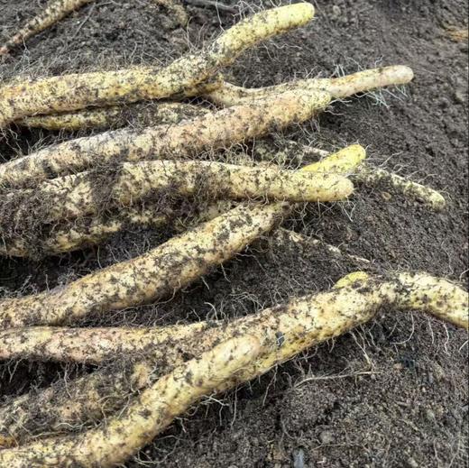 丨有机丨  高山糯山药   来自“大熊猫”故乡雅安 ，海拔2000米高山 商品图0