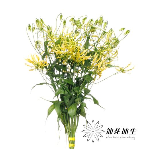 日本花材 ｜ 嘉兰黄色  Lutea Yellow【如有轻微折痕，不售后】 商品图1