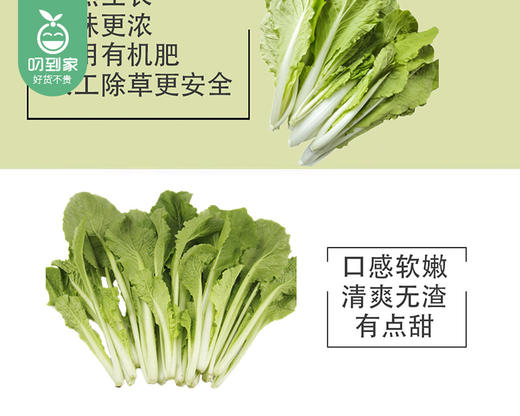 秉真安溪高山有机甜白菜/1份（约300g） 商品图2