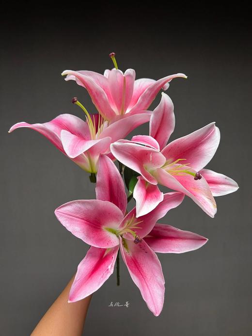 【AB级马伦哥香水百合】3头3支9朵/份 商品图2