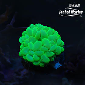 荧光绿气泡