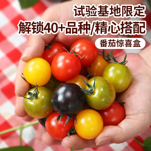 【包邮】番茄惊喜盒 多色混合装 酸甜可口 汁水足 北京本地小圣女果  商品图0