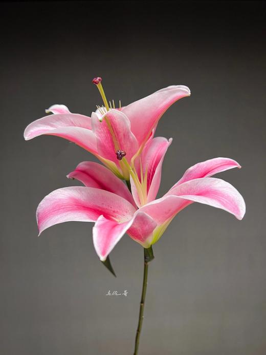 【AB级马伦哥香水百合】3头3支9朵/份 商品图4