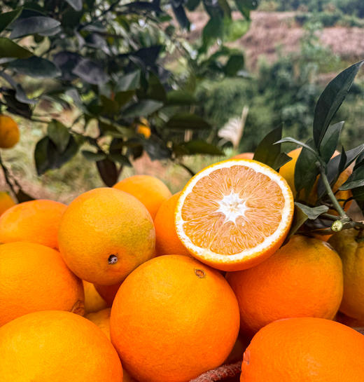 【产地直采】赣南脐橙，水分充足，橙香味浓郁，不加蜜，自然甜，口感好超级好，力推 商品图6