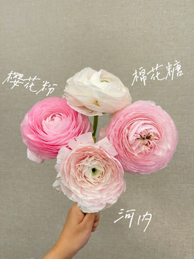 成功洋牡丹各色5支合集