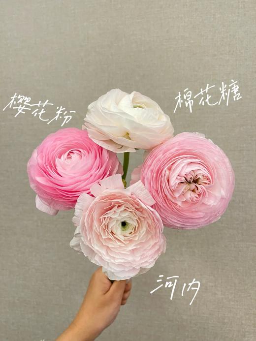 成功洋牡丹各色5支合集 商品图0