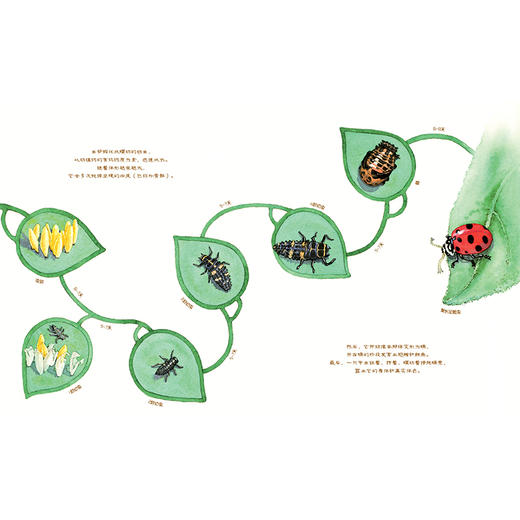 甲虫，如此害羞-美丽成长 商品图1