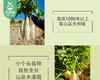 秉真安溪高山有机白萝卜/1份（约1kg） 商品缩略图1