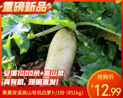 秉真安溪高山有机白萝卜/1份（约1kg） 商品图0