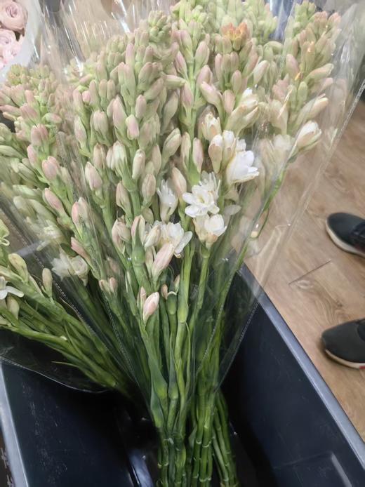 粉色白色夜来香晚香玉10支 商品图8