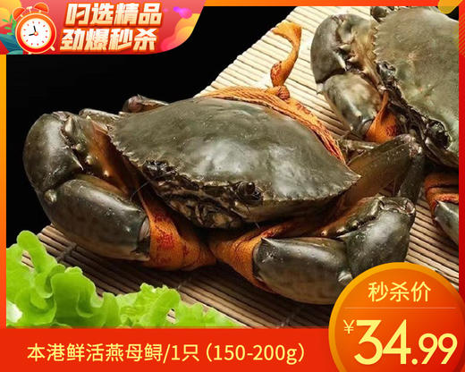 本港鲜活燕母鲟/1只（150-200g） 商品图0