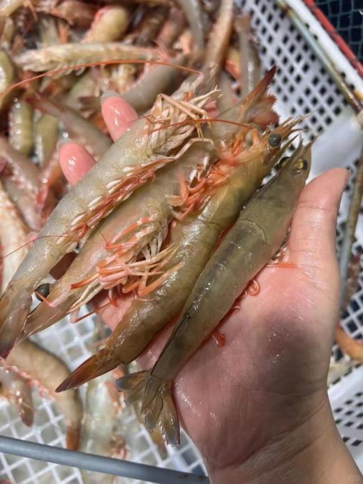 & 新鲜上岸的本港沙鲁虾🦐虾壳特薄，虾肉清甜，鲜度满满[强] 活冻 商品图2