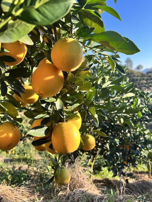 【产地直采】赣南脐橙，水分充足，橙香味浓郁，不加蜜，自然甜，口感好超级好，力推 商品图11