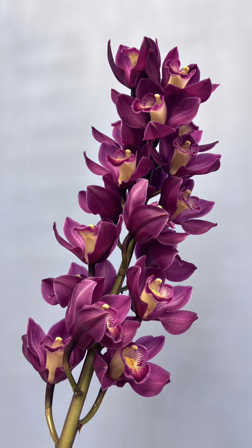 【国产蕙兰】车厘子 酒红色 单枝（新品） 商品图1