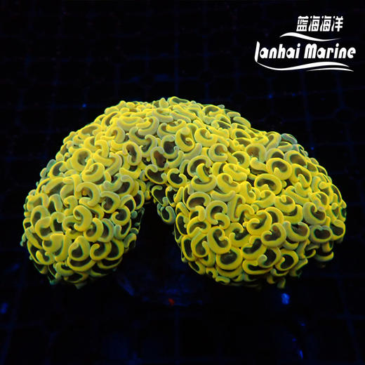 人工金猪腰 商品图4