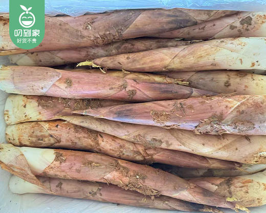 漳州新鲜雷笋（带皮）/1份（1kg±50g） 商品图2