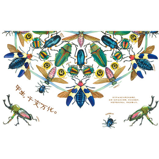 甲虫，如此害羞-美丽成长 商品图2