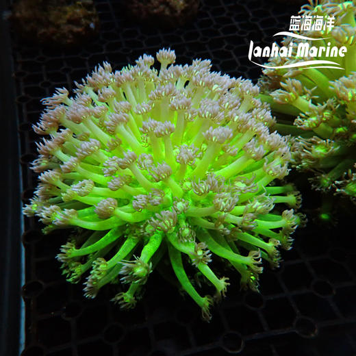 人工星空单包 商品图3