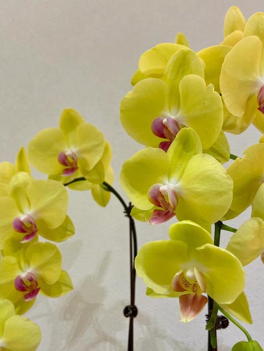 【金豆豆蝴蝶兰】1盆/份 带有1支花剑 带花苞发货 高端大气简单好养活（圆通发货） 商品图1