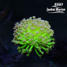 人工星空单包