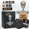 人体肌肉与骨骼解剖卡片 商品缩略图0