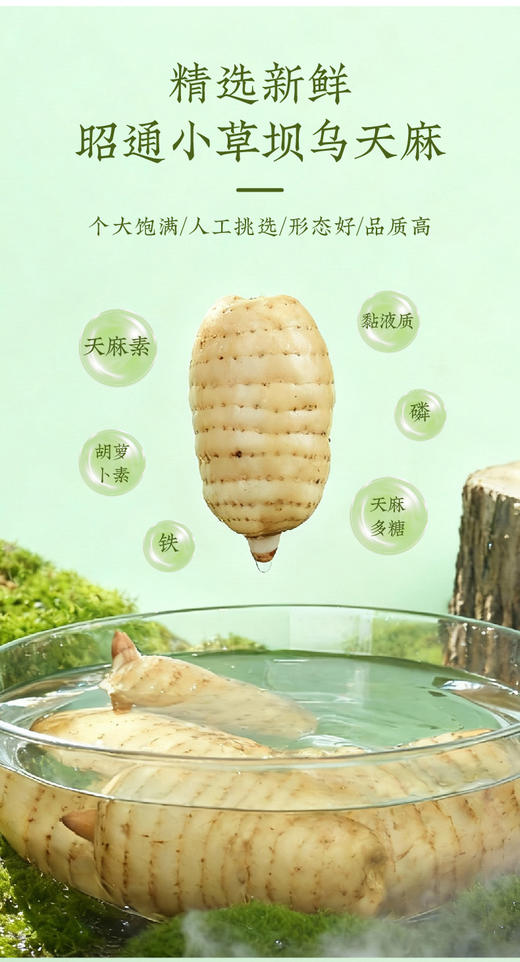 天麻鲜脆片昭通小草坝乌天麻 商品图2