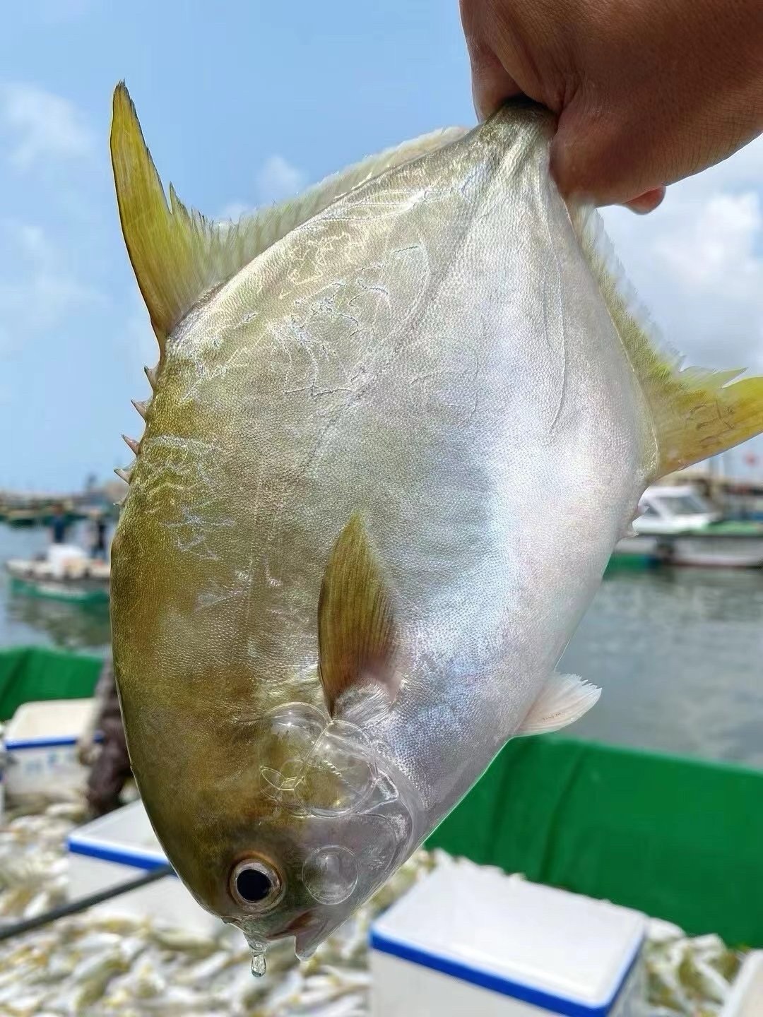 xm【海里捕捞刚到带着海水鲜劲儿~】深海金鲳鱼，新鲜到货，煎，煮，蒸，焖，肉感弹性十足，鲜甜美味，活冻锁住鲜味！！