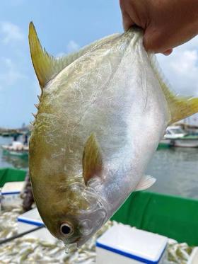 xm【4.12号到货100条】深海金鲳鱼，新鲜到货，煎，煮，蒸，焖，肉感弹性十足，鲜甜美味，活冻锁住鲜味！！