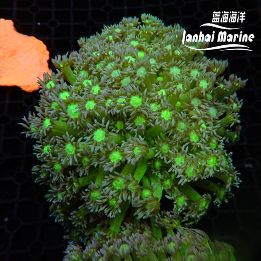 人工星空单包 商品图4